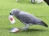 此前三场预测全错，这次如何？日本鹦鹉预测日本战胜克罗地亚晋级